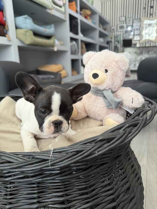 Bulldog Frances  menina linda