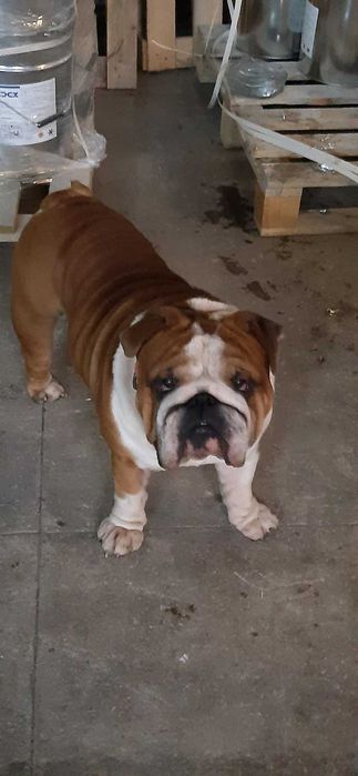 Английский бульдог , вязка