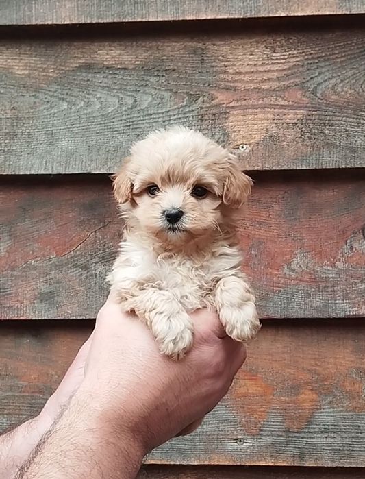 Мальтипу мальчики и девочки