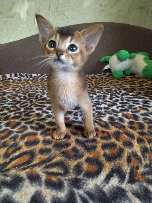 Абіссинські кошенята дівчатка та хлопчики з документами в пошуках роди