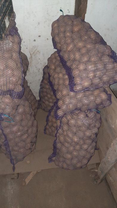 Продам насіневу картоплю