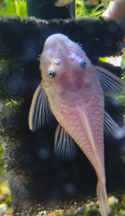 Sprzedam samice zbrojnika glonojada Snow White