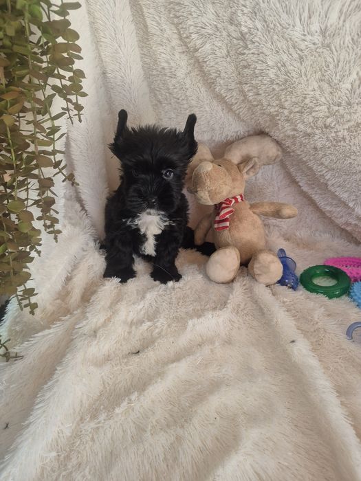 Biewer Terrier Macho Criadora Registada PT3088FL