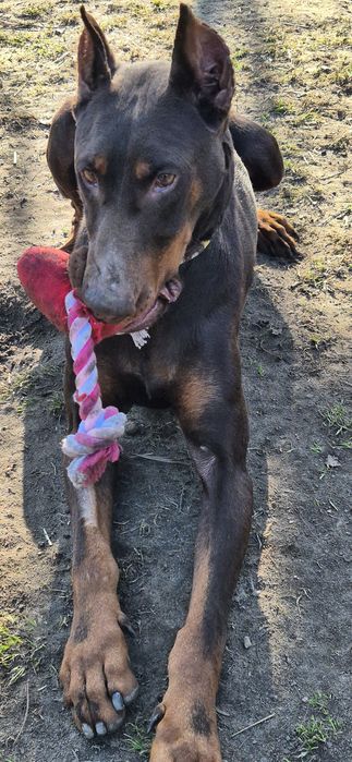 Suczka około pięc lat