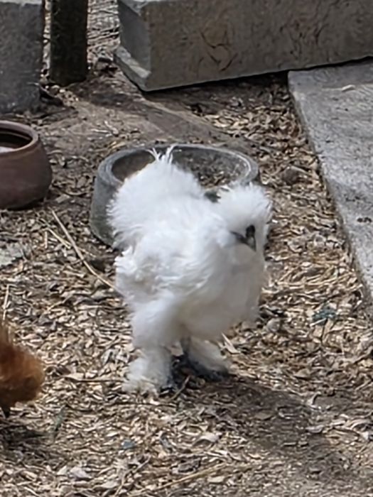 Vende se macho branco sedosa do Japão