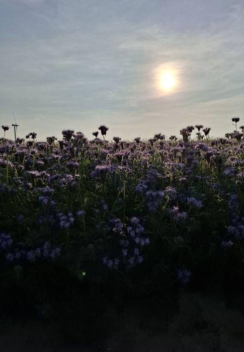 Facelia błękitna"Stala"