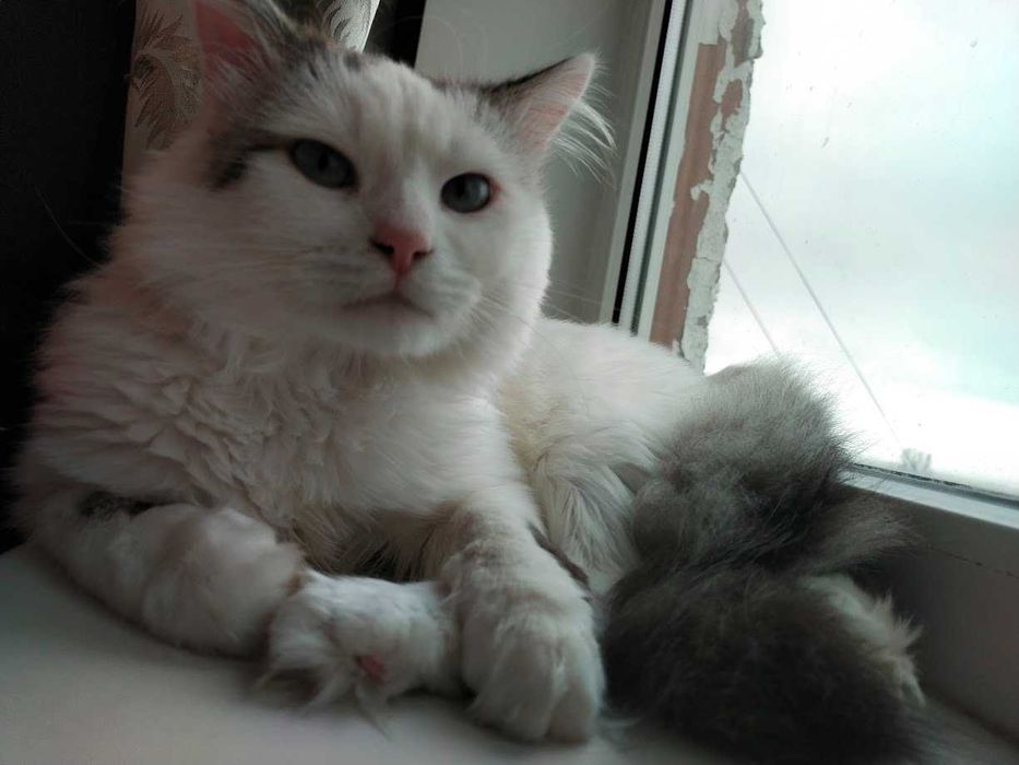 Котик пушистый в добрые лапки. НЕ кастрирован, уличный.