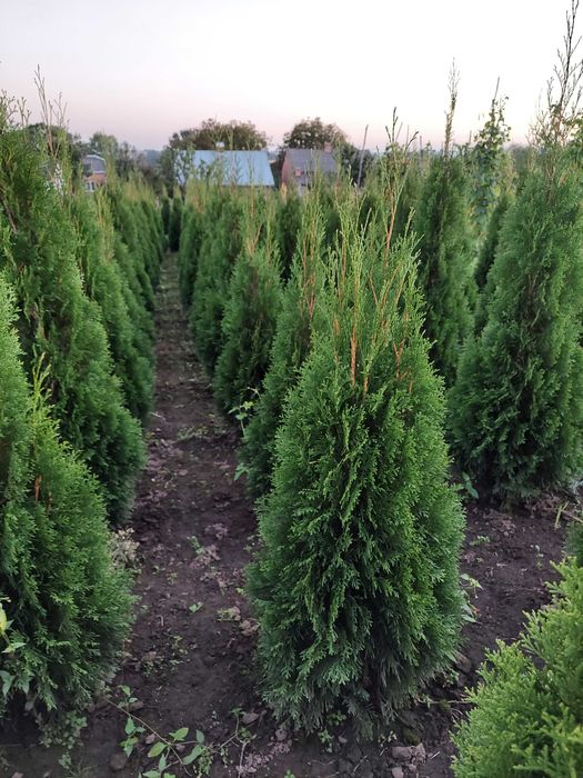 Туя Смарагд колоновидна висотою 1-1,8м - пишні, підживлені