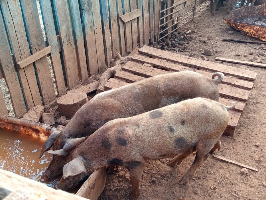 Cinco fêmeas e um macho