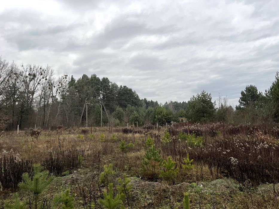 № продаж Земельної ділянка 6 сот біля хвойного лісу, Кам’яна Гора