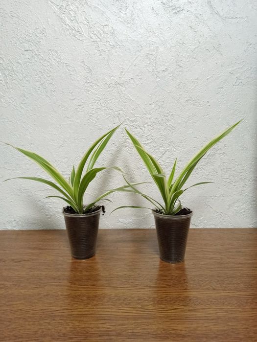 Саженцы хлорофитума вариегатного