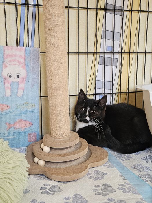 Iskierka, młodziutka koteczka do adopcji, kot,kotek,kociak