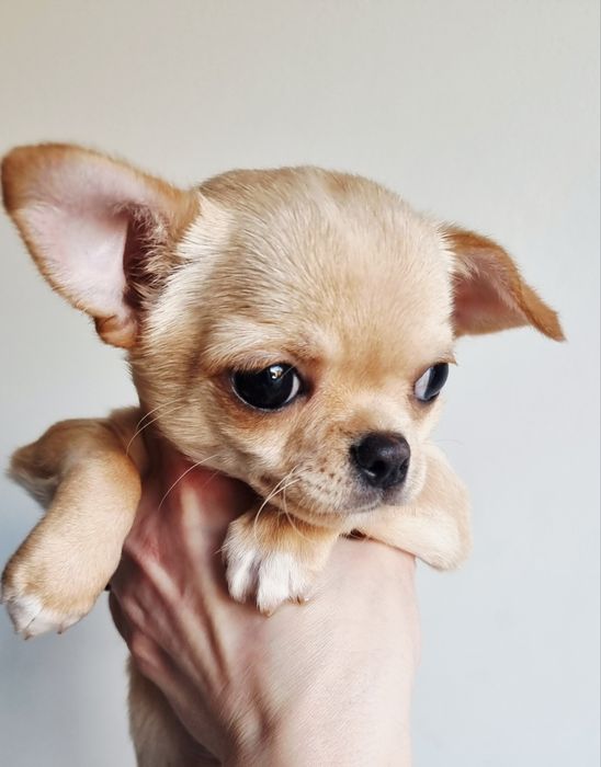 Chihuahua krótkowłosa ZKwP