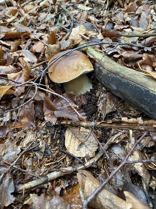 Продам Білі гриби | Зібрано 2025