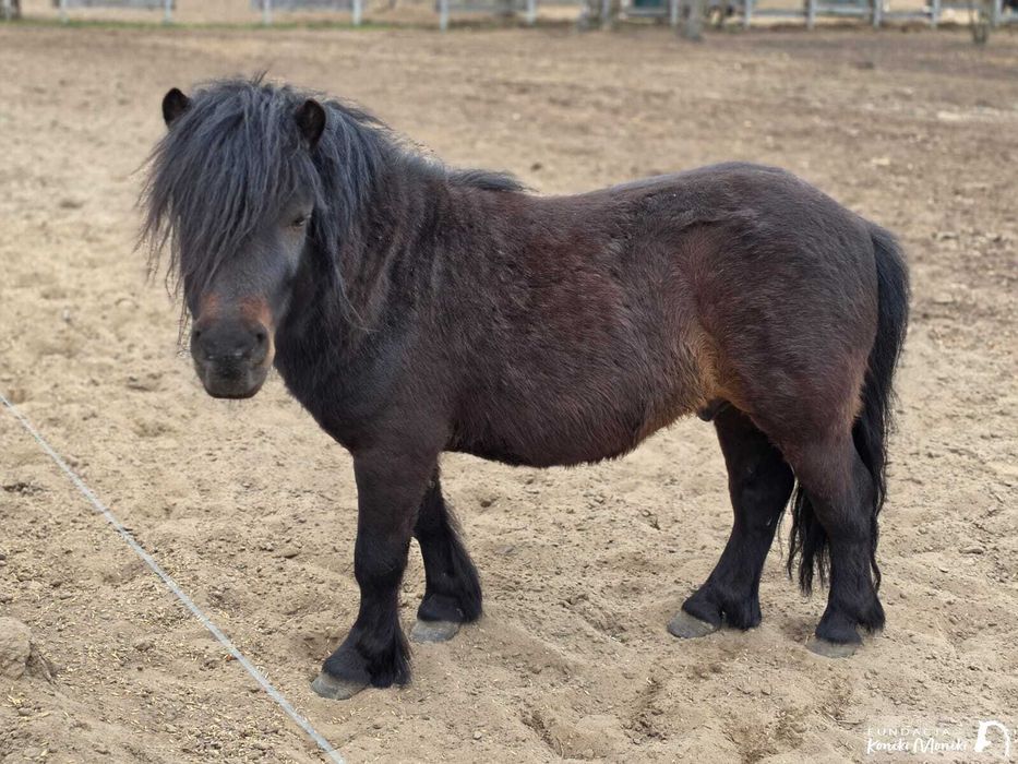 JARUŚ, zdrowy, młody kucyk do adopcji, za darmo