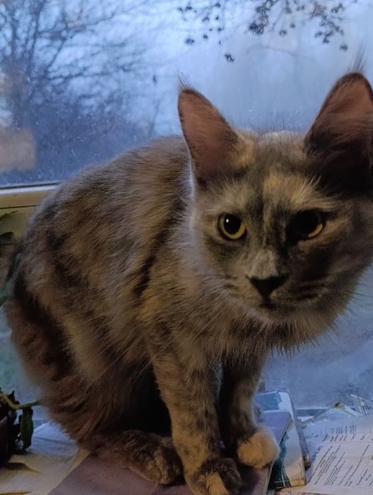 Кішка мейнкун, 1рік 3міс,стерилізована