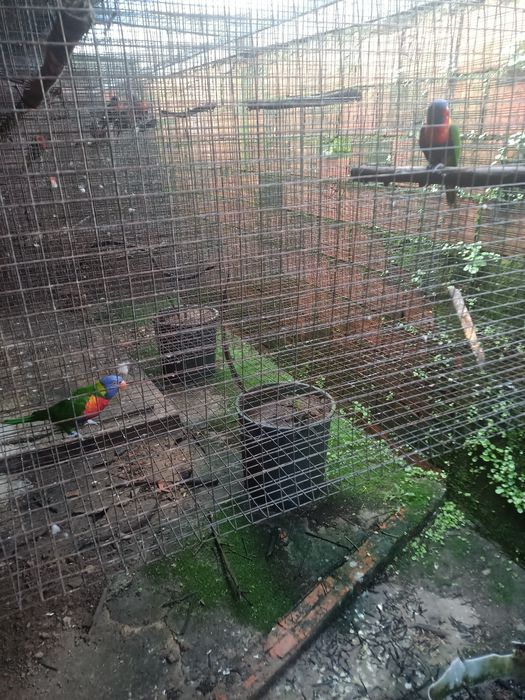 Loris molucanos para criar a mão e casal reprodutor