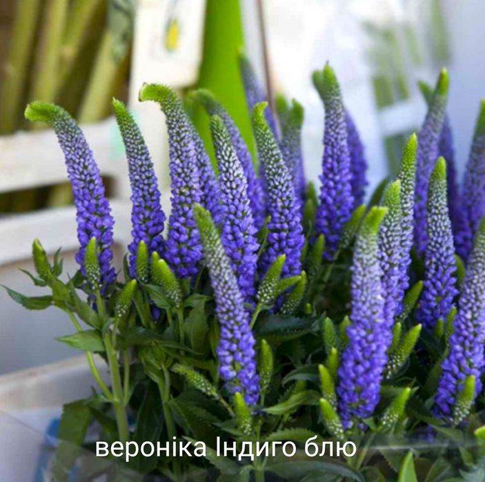 Гіпсофіла махрова біла, рожева 5 видів злаки кампанули  вероніки ді