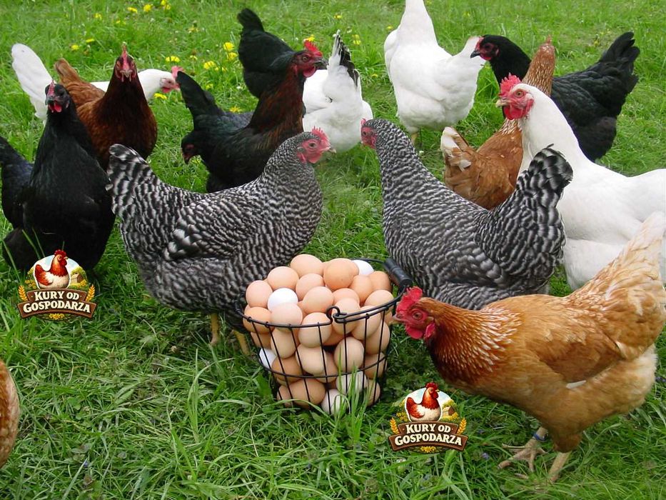 Kury Nioski Lohmann Brown Sandy Rosa Leghorn Dominant Greenshell