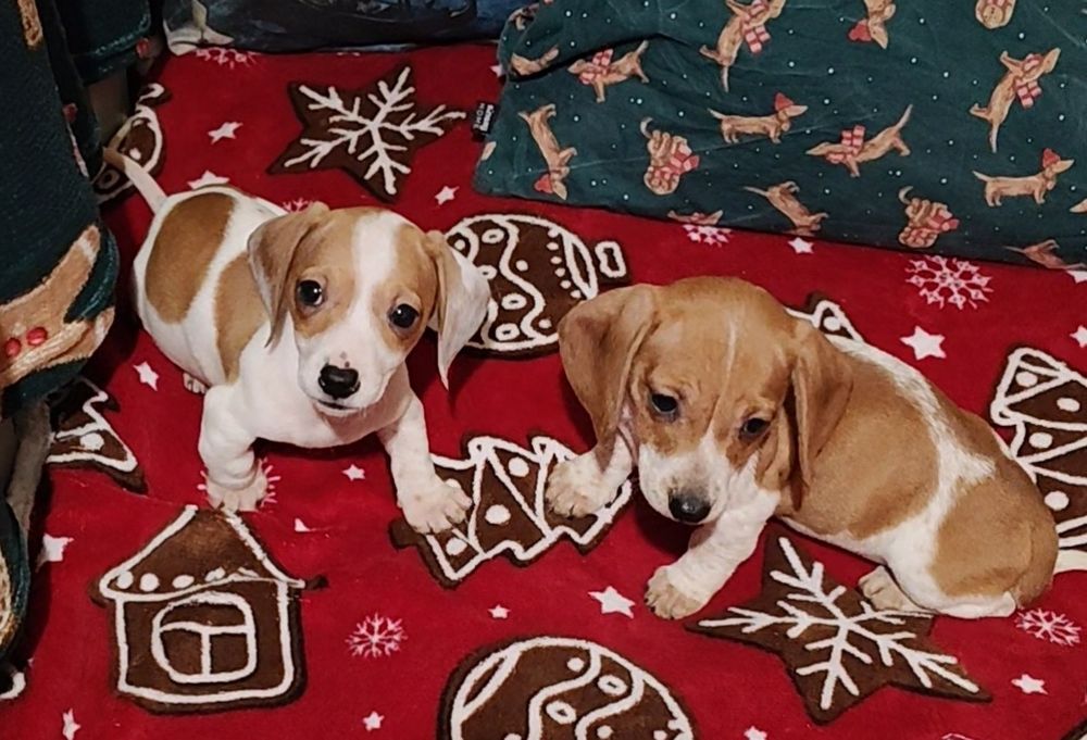 Кроляче цуценя такси пайболд з родовідом