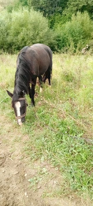Продам кобилу спокійна