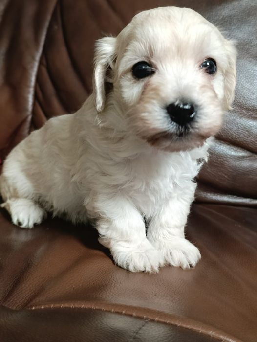 Maltipoo Piękna Suczka