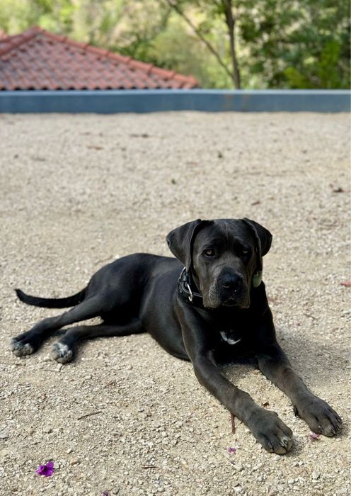 Cane Corso Italiano - Macho Cinzento