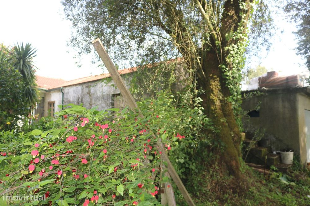 Propriedade com 5.200 m2 e moradia para restauro em V. Verde Braga.