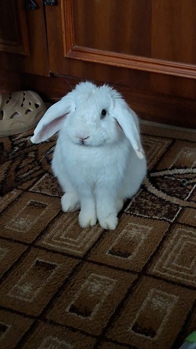 Króliś rasy mini lop
