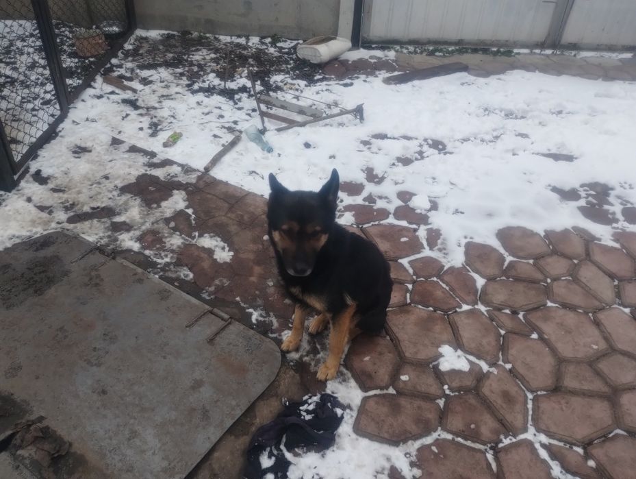 Овчарка  средняя