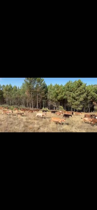 Cabras bravias registadas