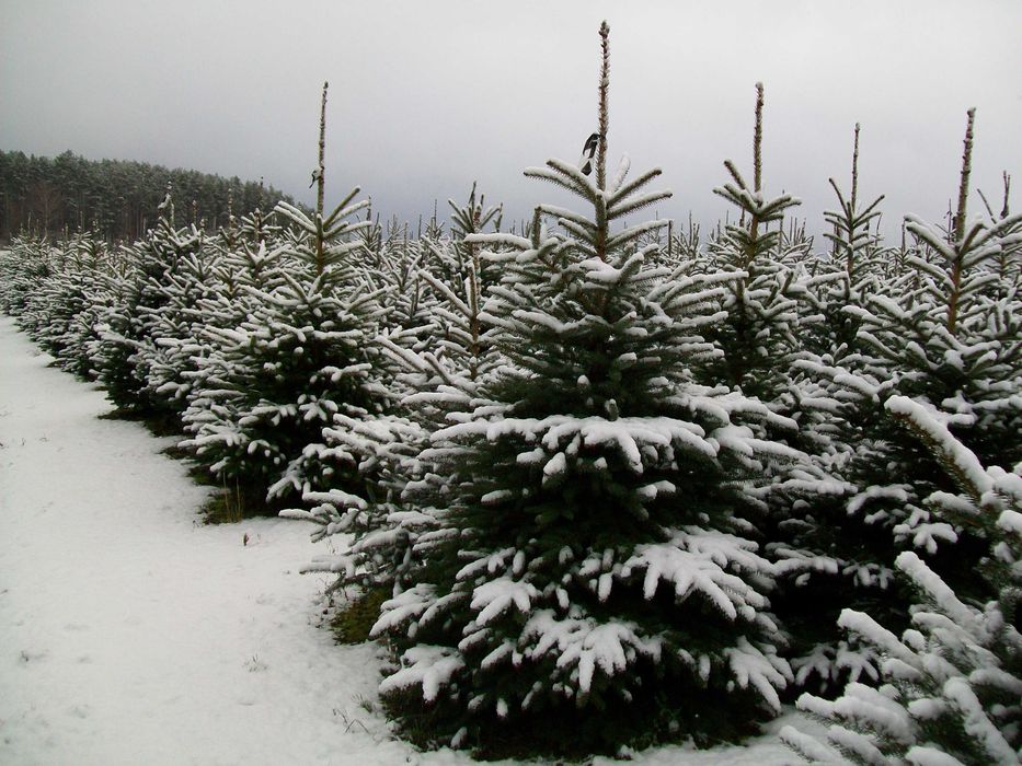 Plantacja Choinek Świerk Srebrny Cięty 200-250cm