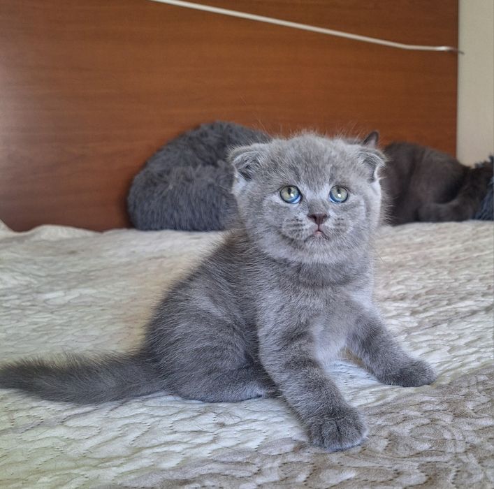 Scottish fold macho azul