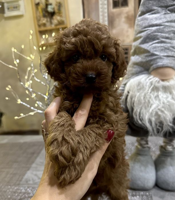 Той пудель хлопчик КСУ