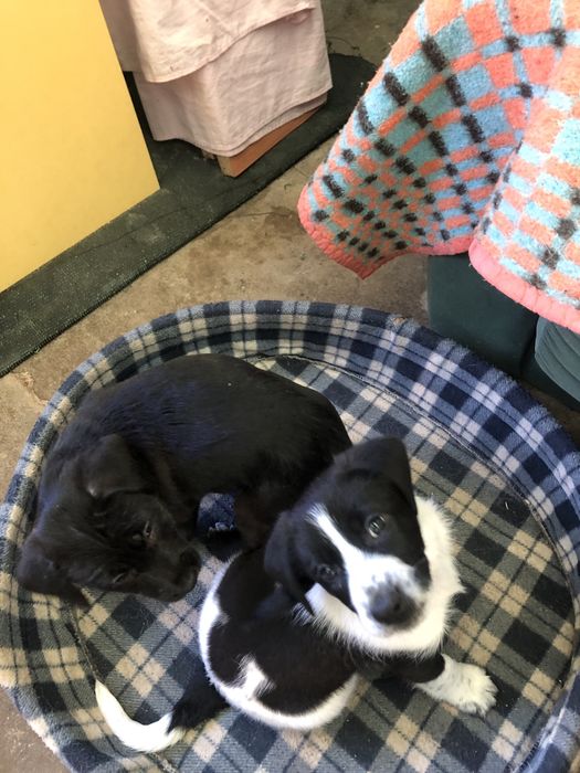 Cachorros para adopcao responsavel