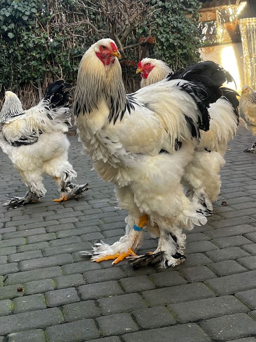 Продам курчат білої брами