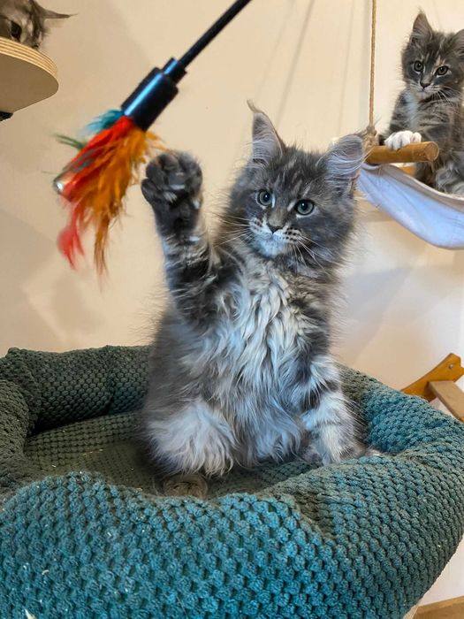 Rezerwacja, Happy kotka Maine Coon