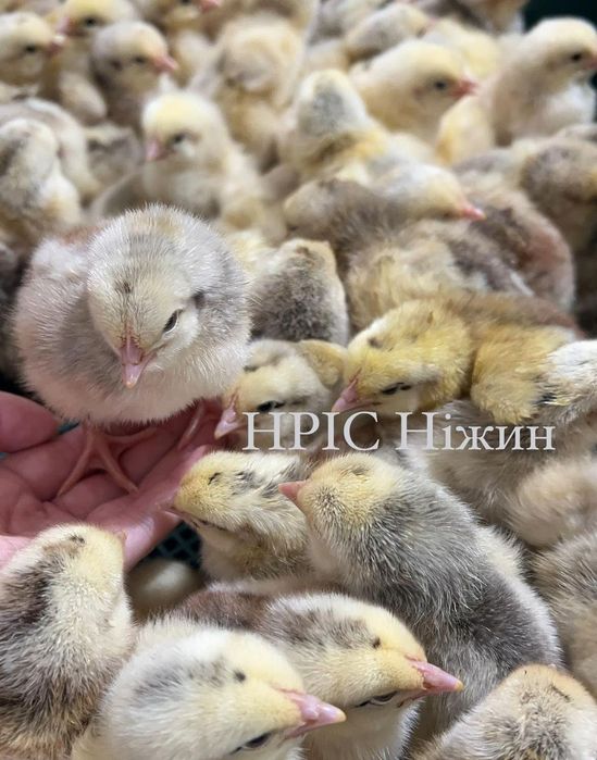 Добова ІСПАНКА щочетверга м'ясо-яєчний крос