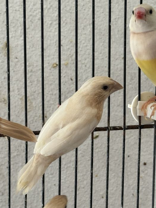 Bengalins - aves