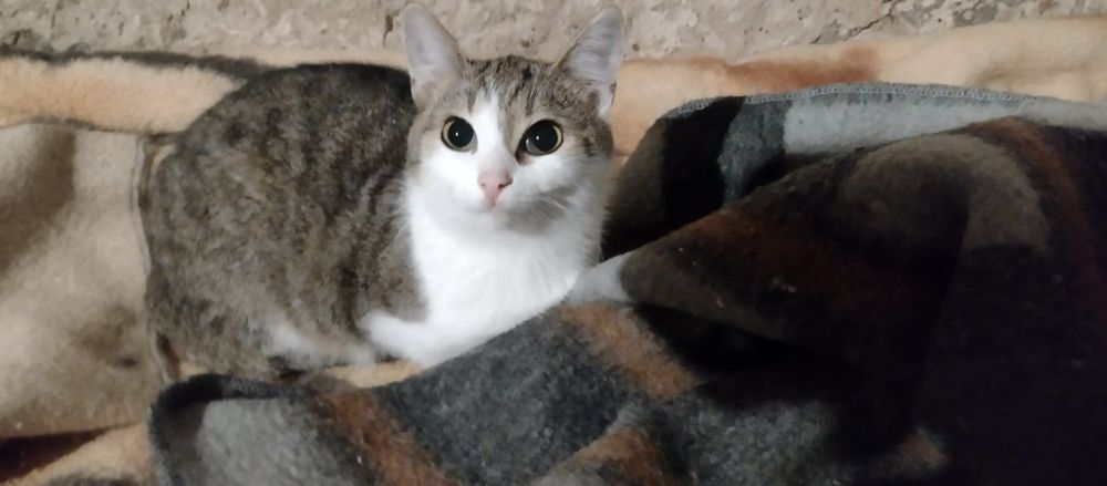 Kochana kicia Lusia szuka domu