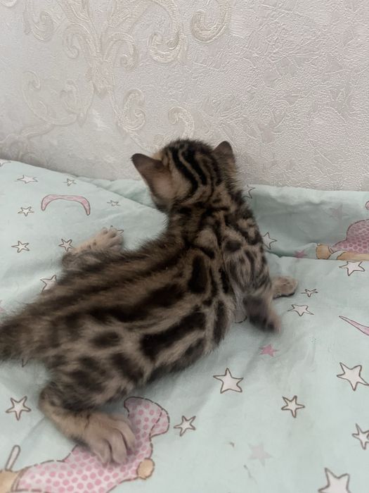 Бронювання бенгальських кошенят