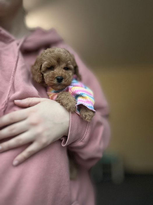Міні чудо мальтіпу. Дівчатка та хлопчики зайчики#