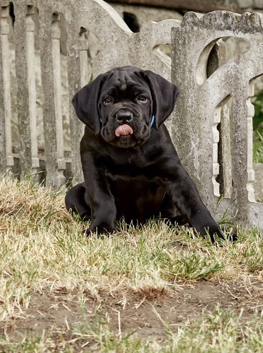 Шикарні цуценята