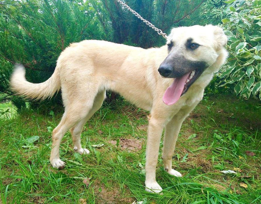 Віддам гарних собачок в добрі руки (обидві стерилізовані)