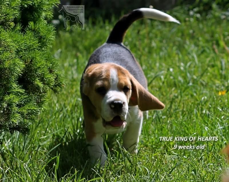 Beagle piesek gotowy do odbioru