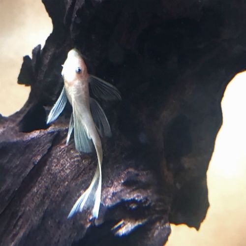 SUPER PROMOCJA Ancistrus L144 snow white Long Fin 3,5cm welon Zbrojnik