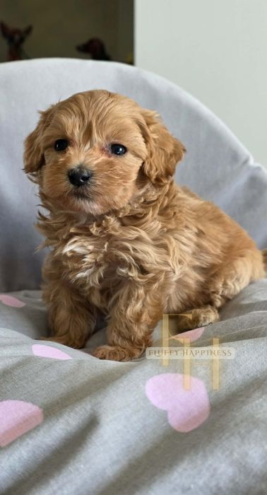 Maltipoo**Cudowny Chłopak**Do Rezerwacji