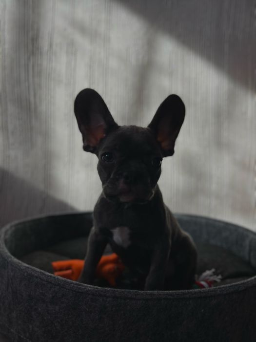 цуценя французький бульдог