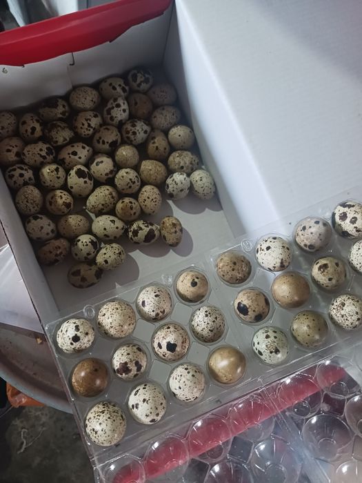 Ovos Codorniz Galados