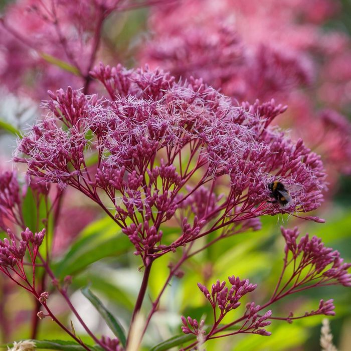 Sadziec plamisty 'Atropurpureum' Różowy, doniczka 2L (Eupatorium)